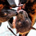bat couple close up on their faces