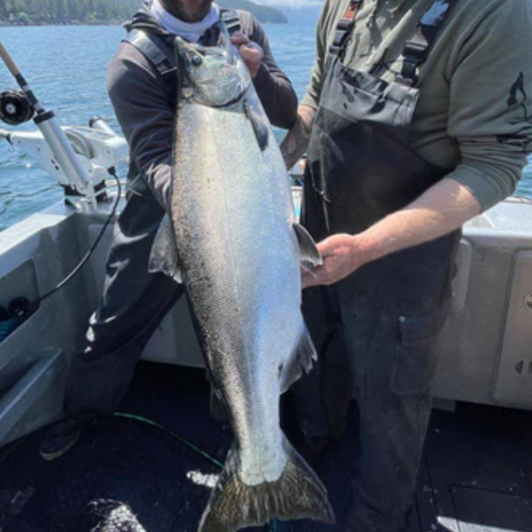 trolling rig for salmon