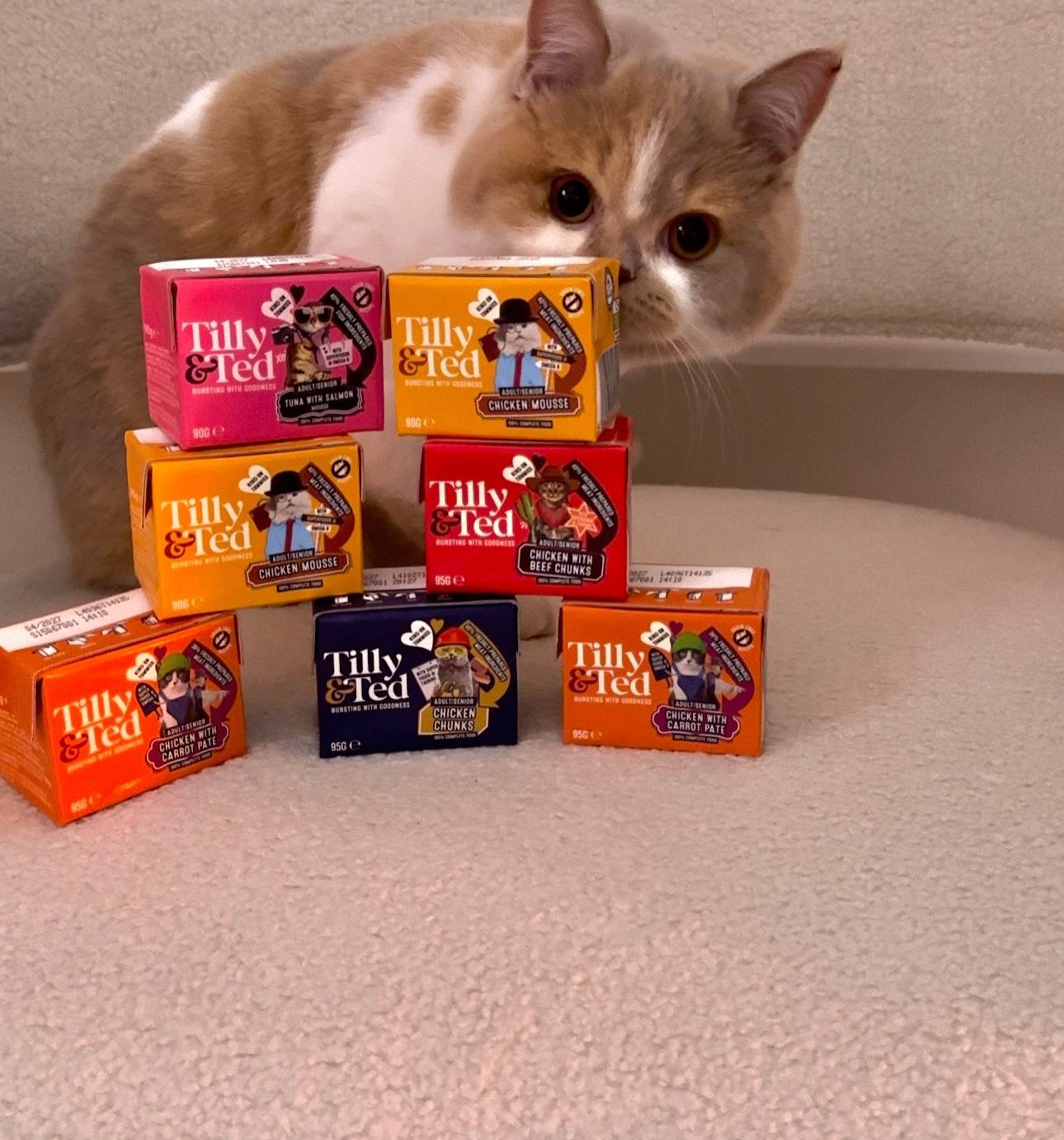 Shorthair cat breed sniffing popular Tilly & Ted meals on carpet