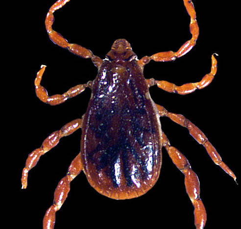 brown dog tick male picture