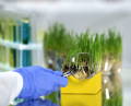 scientist's hand with blue glove on, using a magnifying glass to inspect a sample of growing wheat grass