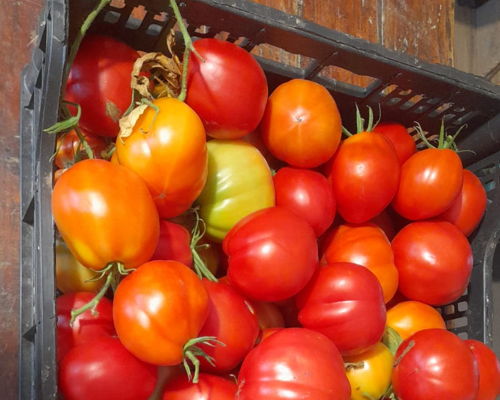 Tour enogastronomici Certaldo: Dall’orto alla tavola: un’esperienza autentica toscana