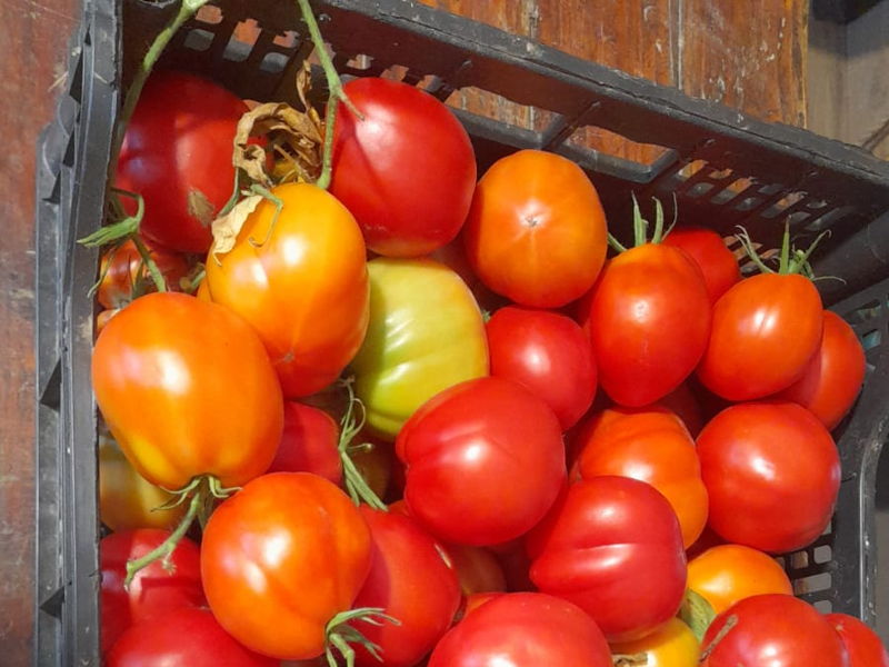 Tours enogastronómicos Certaldo: Del huerto a la mesa: una auténtica experiencia toscana.