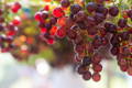 bunches of grapes hanging from a tree branch