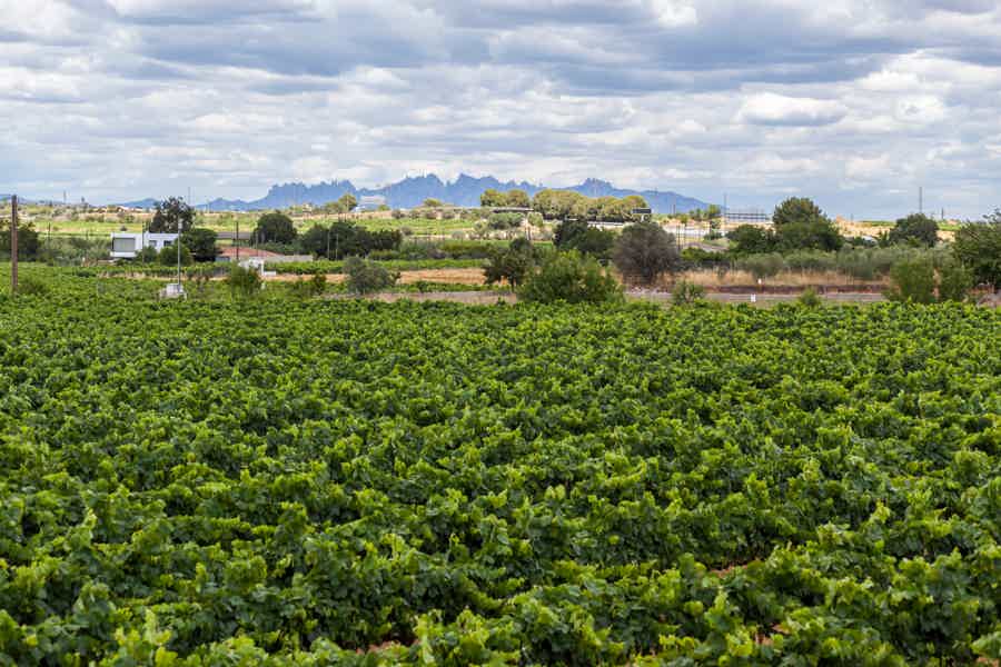 From Barcelona: Montserrat Half-Day Wine and Tapas Trip - photo 6