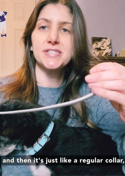 dewel flea and tick collar review