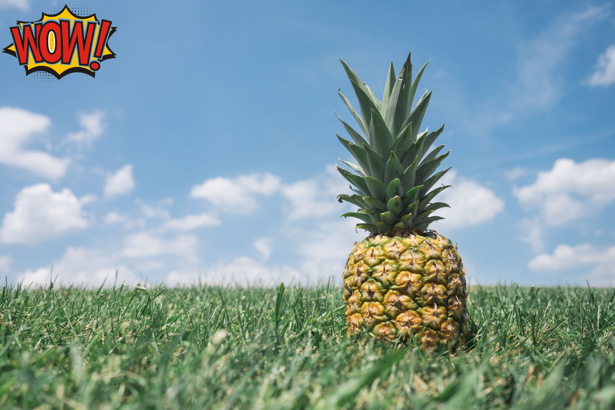 Image of a pineapple with an opaque watermark in the top left corner