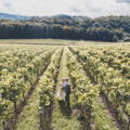 mariés dans les vignes