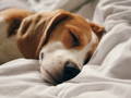 Le chien dort dans le lit