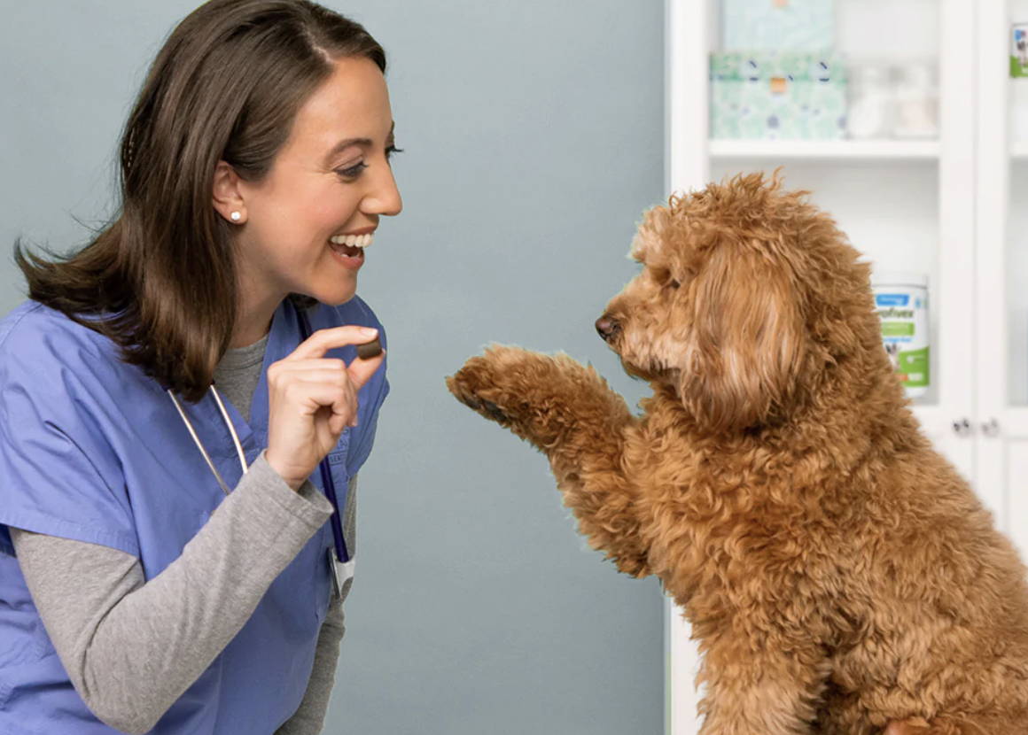 Veterinarian offering a probiotic chew to a dog in a clinic