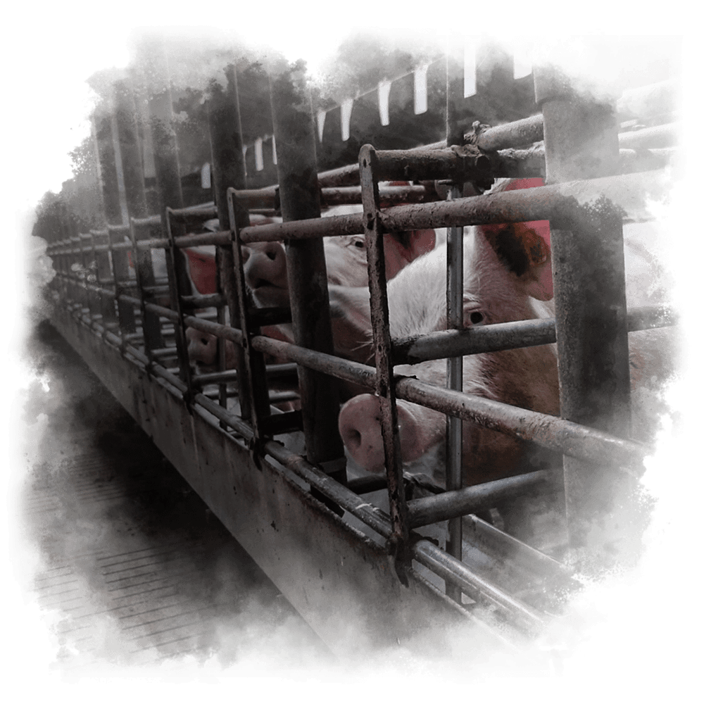 Schweine hinter Gitter