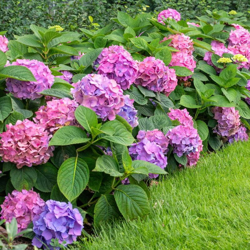 Bigleaf hydrangea hedge with nice, round pink and blue blooms.