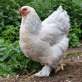 brahma-hen