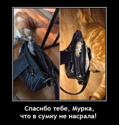 Спасибо тебе, Мурка, что в сумку не насрала!