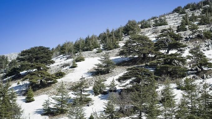 Snowy mountain of Mount Lebanon, Cedar of Lebanon, symbol of the country.