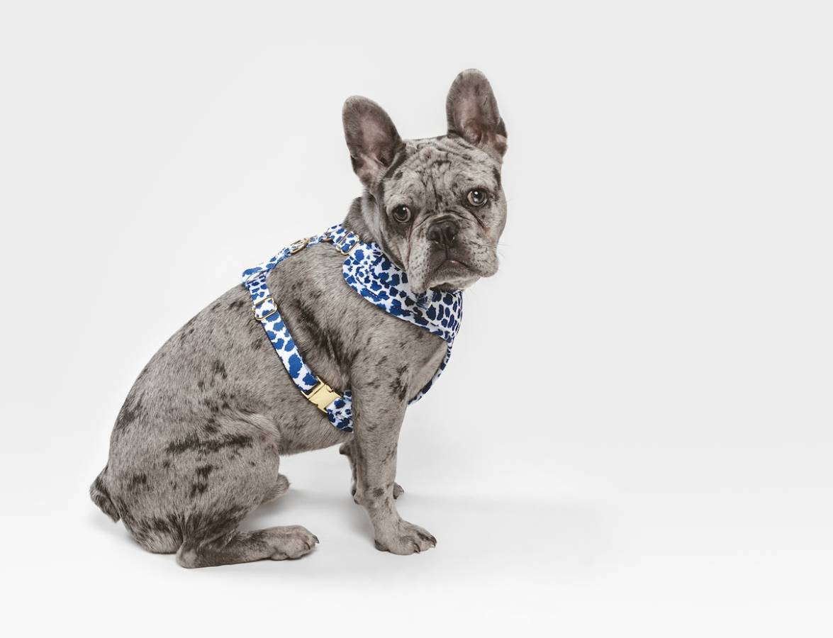 how long do french bulldogs live for