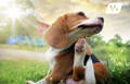 Beagle itching himself as a result of seasonal allergies