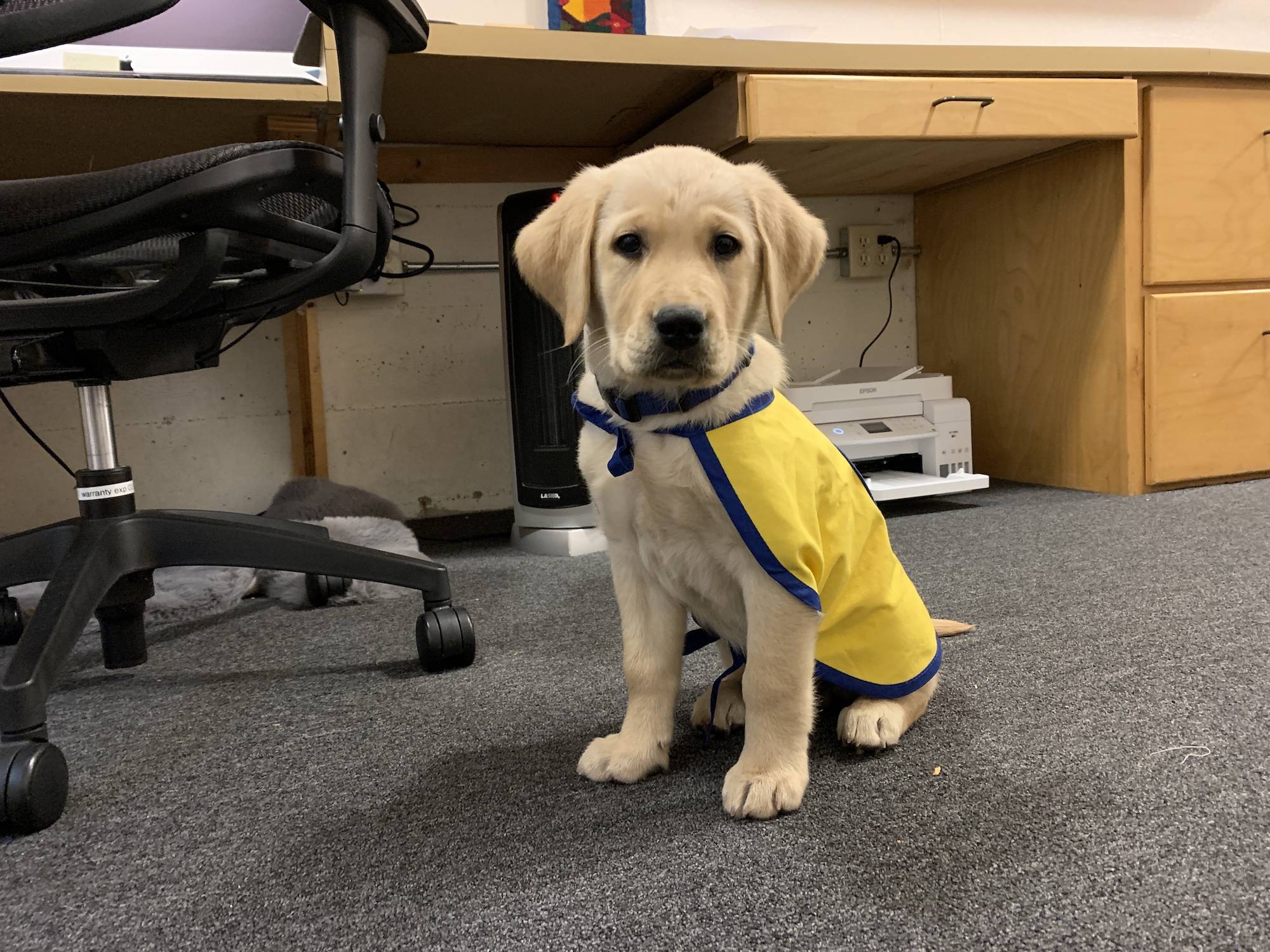 service dog in training epic sponsored by Every Tiny Thing first day in his cape at the office