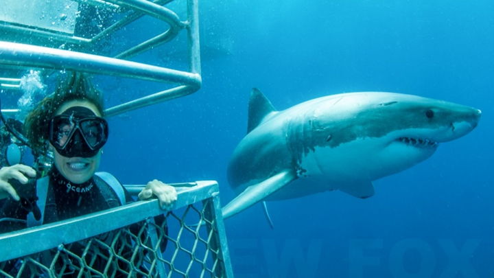Shark Expeditions - Great White Adventure (4 Day/3 Night)  