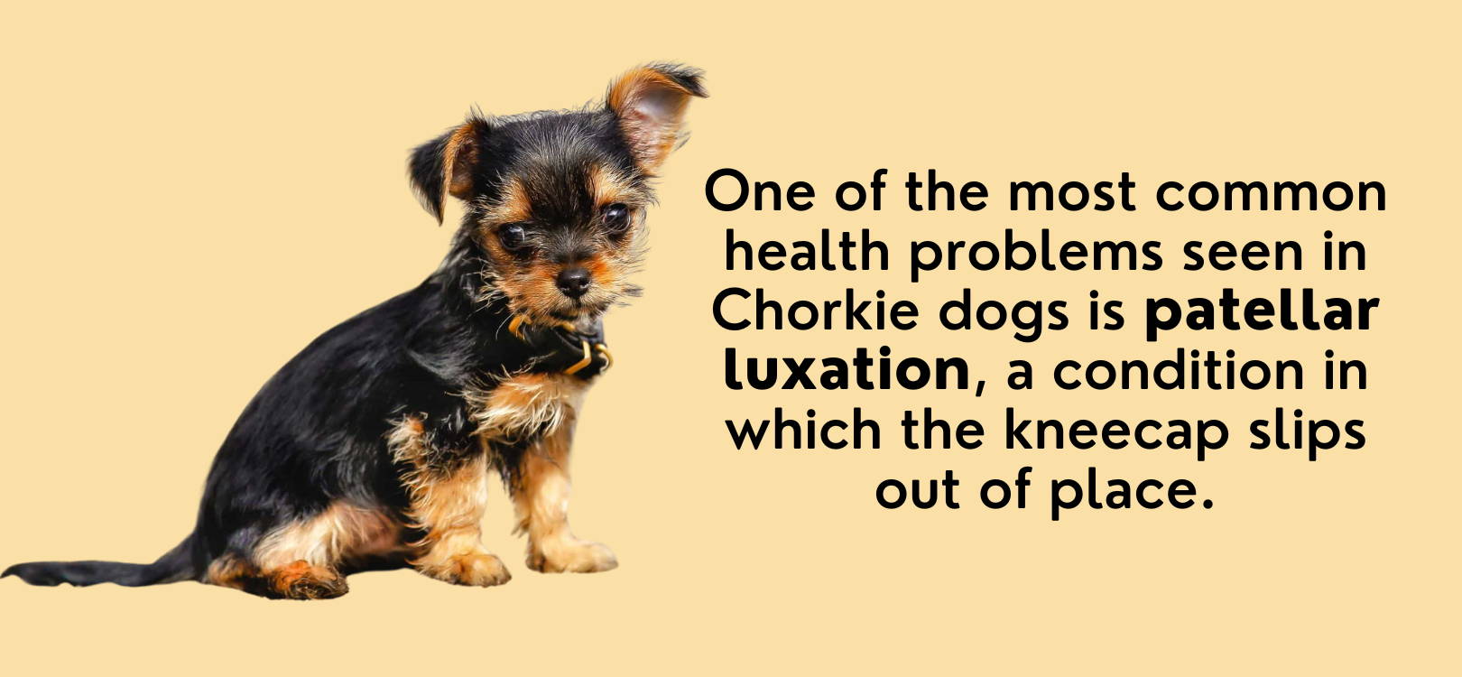 chorkie dog health problems