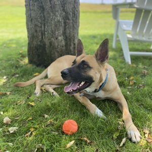 Our Pet Toy Fund