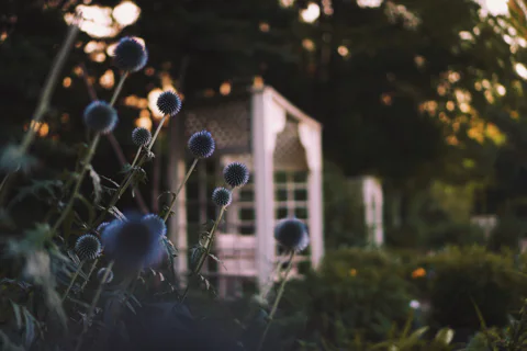 Globe thistle plants with round, spiky blue flower heads in the foreground, set in a garden at dusk with a white wooden trellis structure in the background. The soft light suggests a late summer evening.