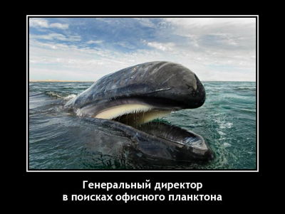 Генеральный директор в поисках офисного планктона.