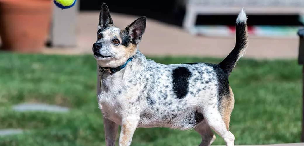 blue heeler chihuahua mix.jpg