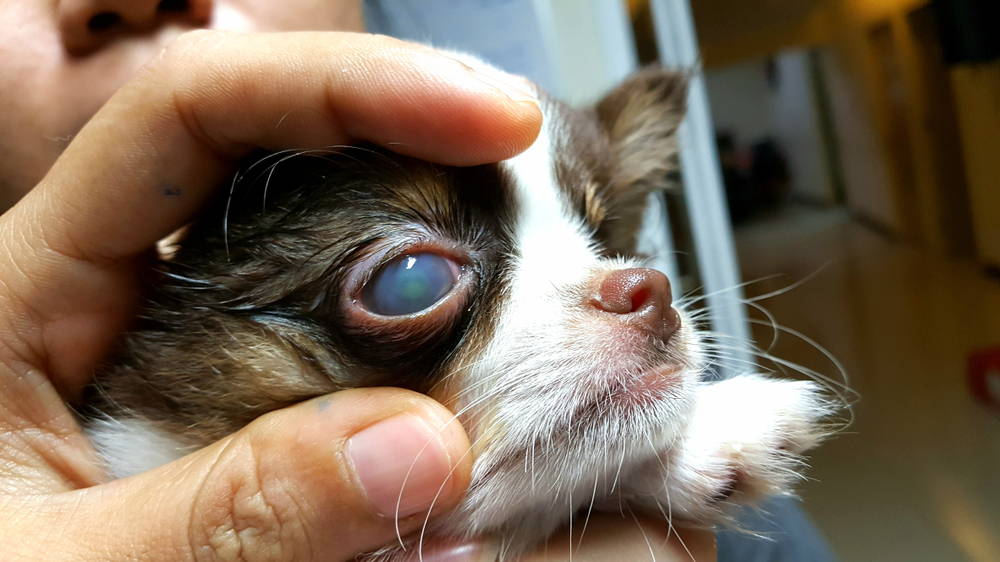 common eye problems chihuahuas