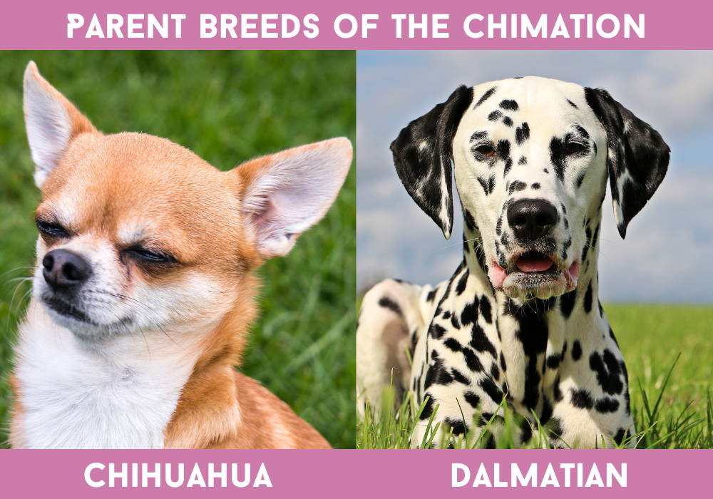 chihuahua mixed with dalmatian