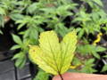 Cannabis leaf with a Nitrogen nutrient deficiency