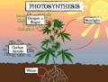 Diagram showing the photosynthesis process on a cannabis plant