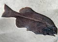 Ammonite Fossil Preparation Craig Chivers Natural Selection Fossils