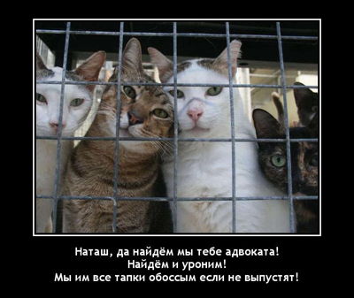 Наташ, да найдём мы тебе адвоката! Найдём и уроним! Мы им все тапки обоссым если не выпустят!