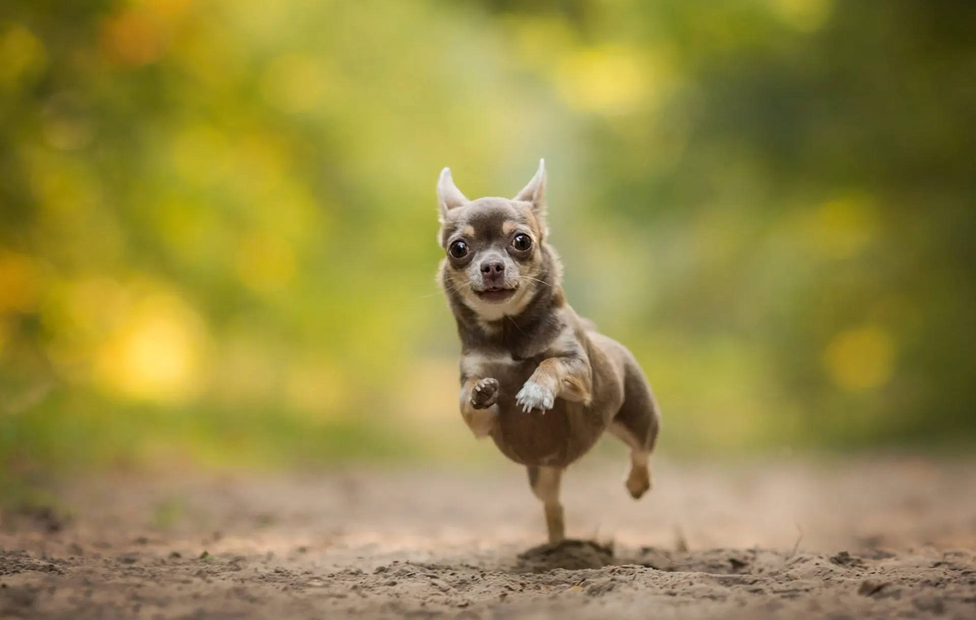 how fast are chihuahuas