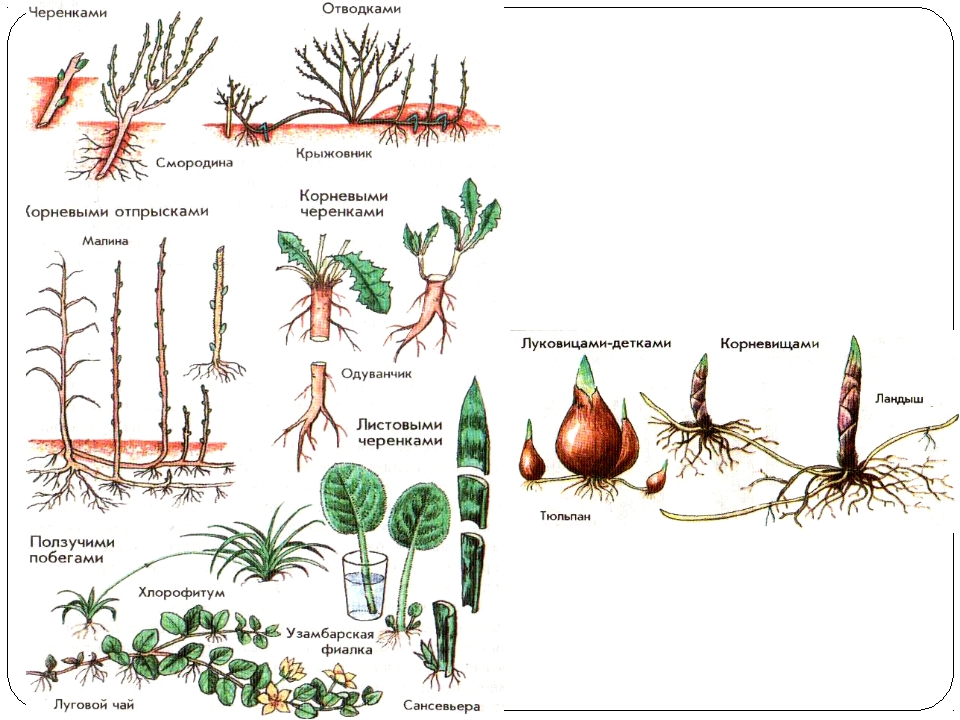 Какие способы размножения растений вы наблюдали. Вегетативное размножение растений схема. Схема вегетативное размнож. Вегетативное размножение цветковых растений схема. Вегетативное размножение травянистых растений.