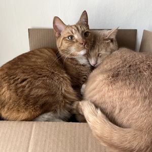 Chester and Chase's Pet Fund