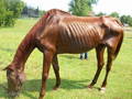 Photo of very skinny horse with Body Condition Score 1
