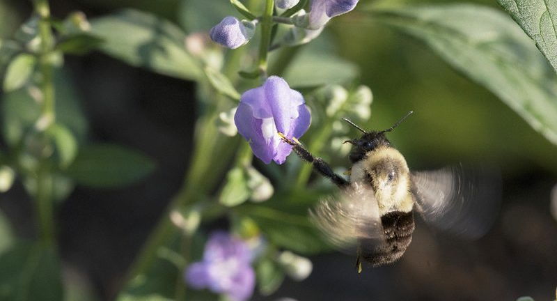 Garden Basics: Great Flowering Native Plants for Beauty and the Bees