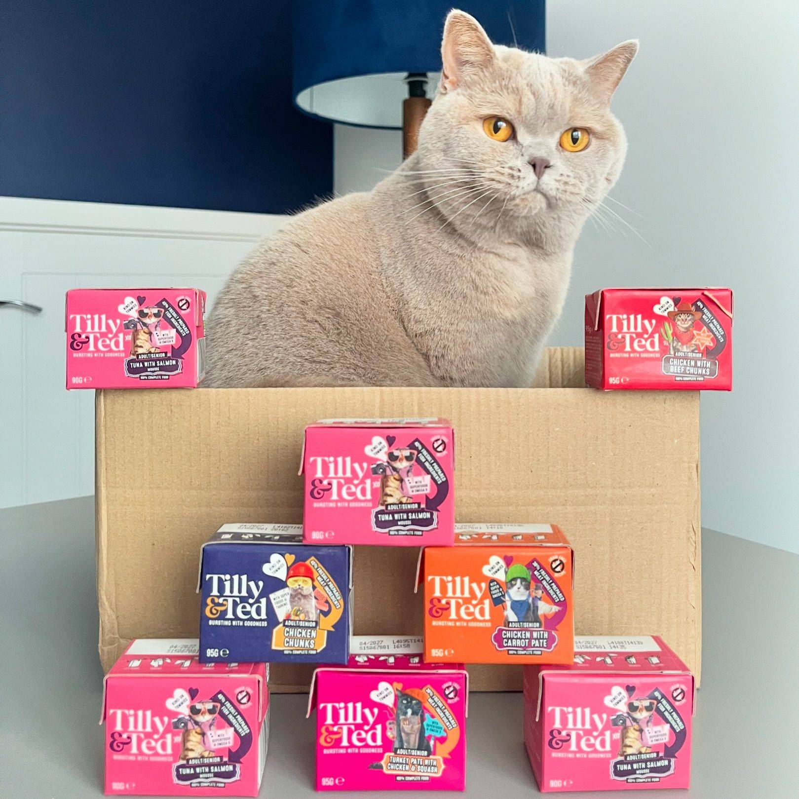 Fashionable cat in stylish home behind stacked up Tilly & Ted meals