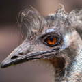 female_emu_head_shot