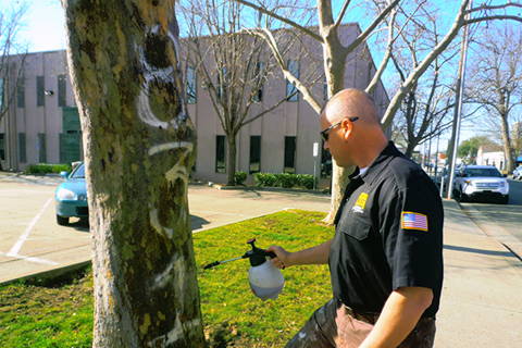 removing graffiti from a tree using bare brick stone and masonry graffiti remover