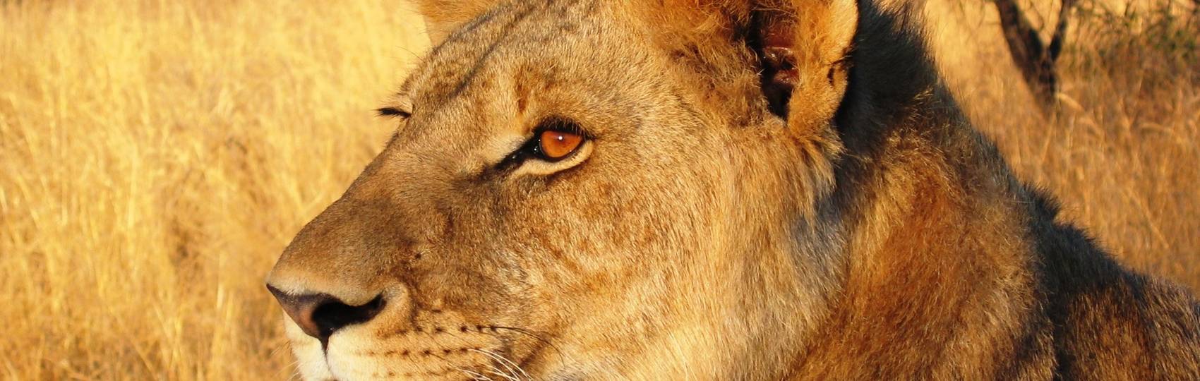 NAIROBI to NAIROBI (20 days) Gorillas & Gameparks