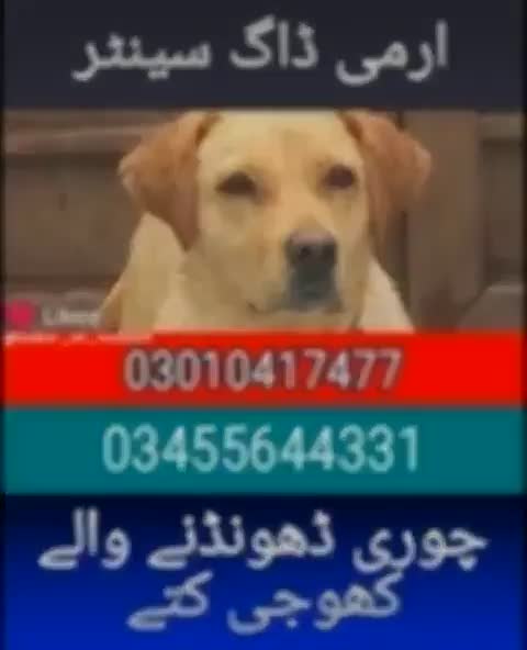 Army dog center lahore 03010417477