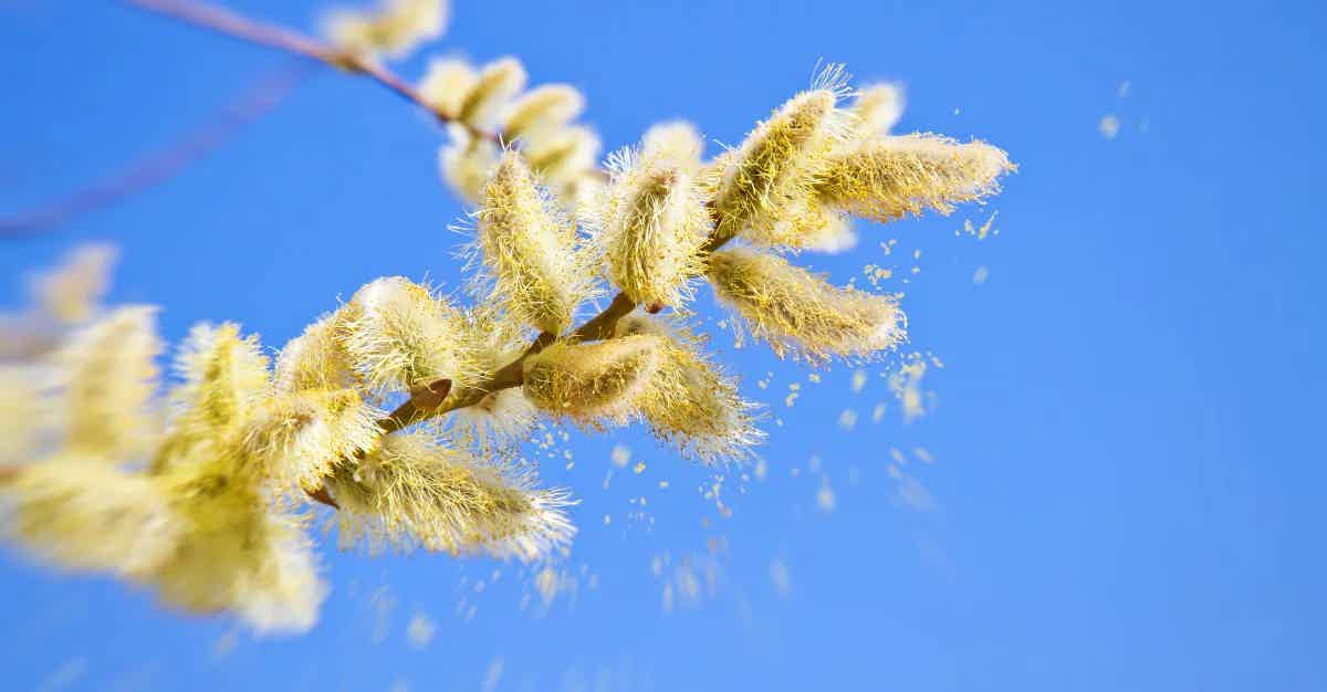 SPRING ALLERGIES GOT YOU DOWN? TRY THESE NATURAL SOLUTIONS FOR RELIEF!