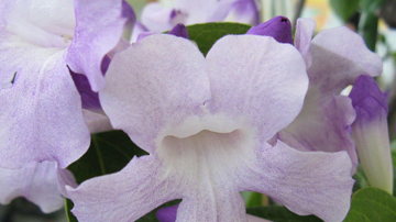Main Content Image