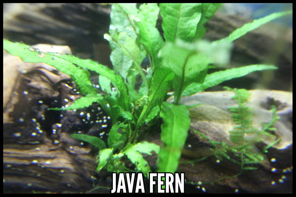 Java Fern