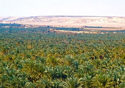 the-bahariya-oasis-egypt