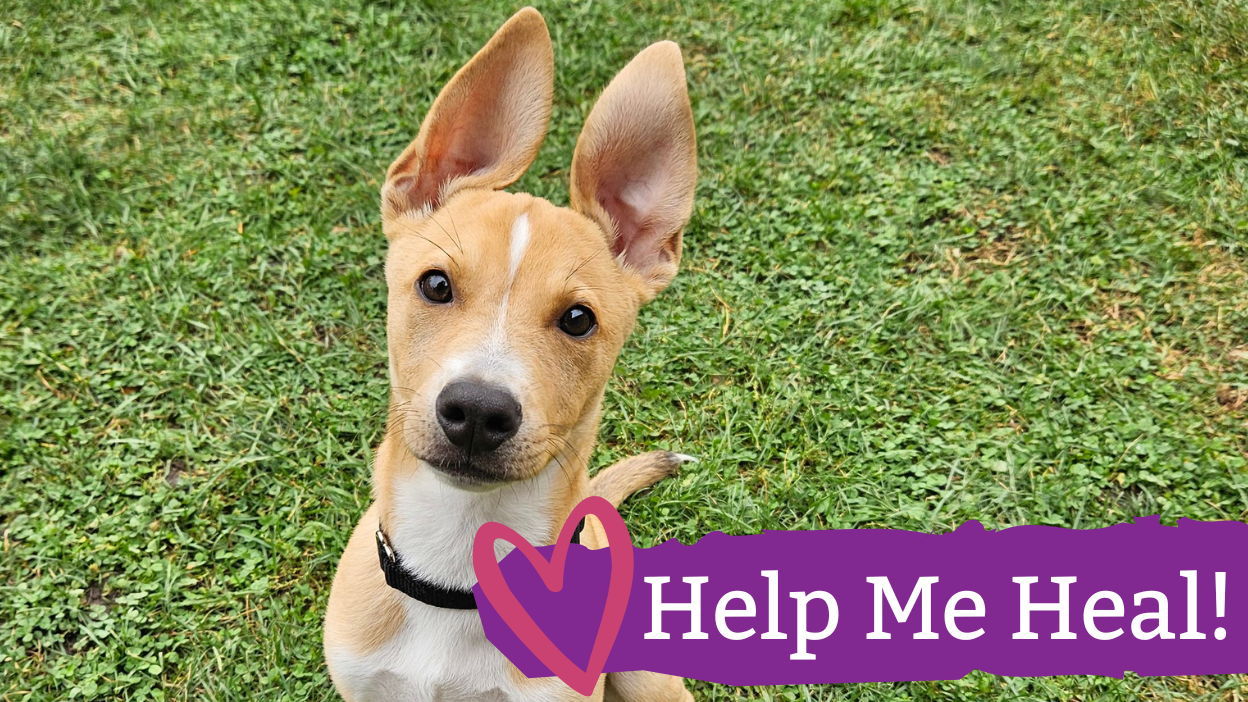 Help Ricky Heal!