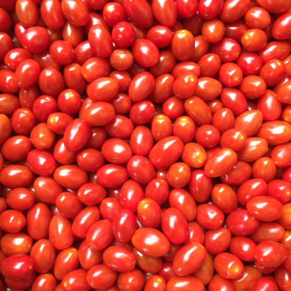 tomate-cerise-olivette